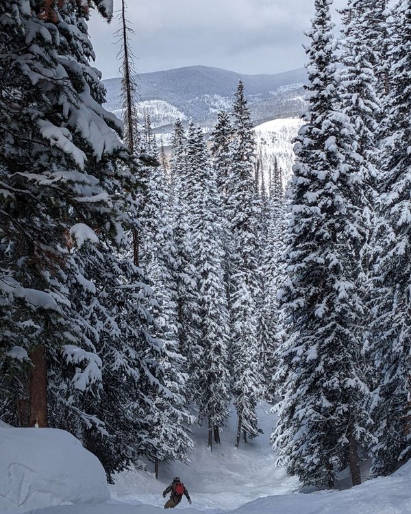 Brian carving down a tree-lined snowy slope